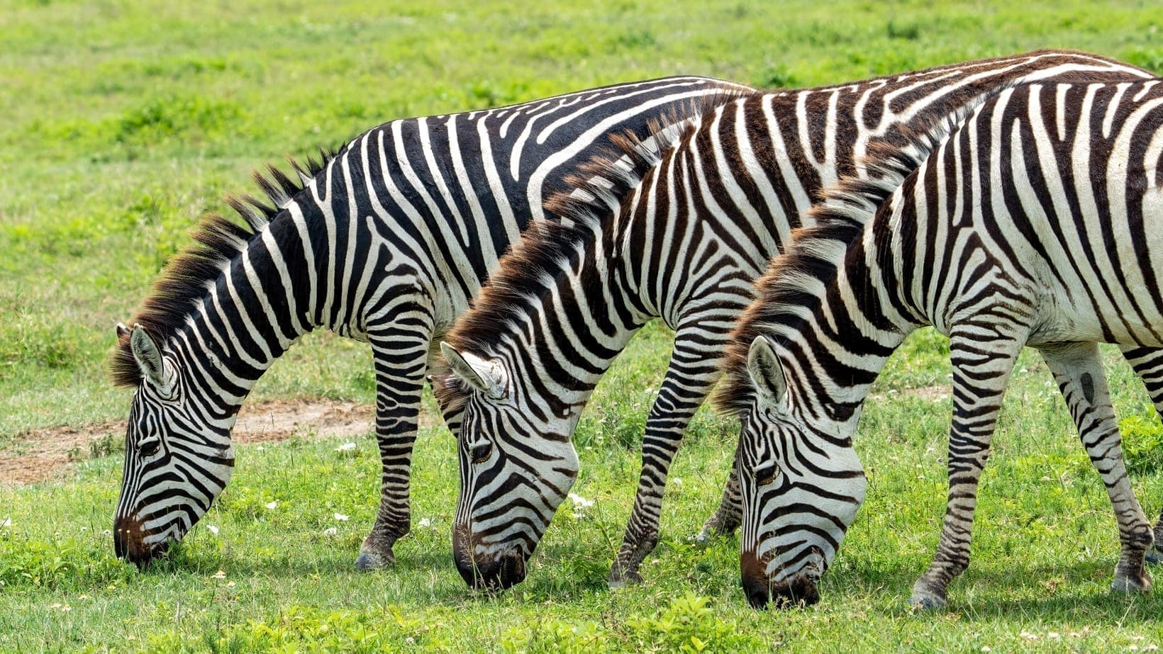 Three zebra grazing together on green grass