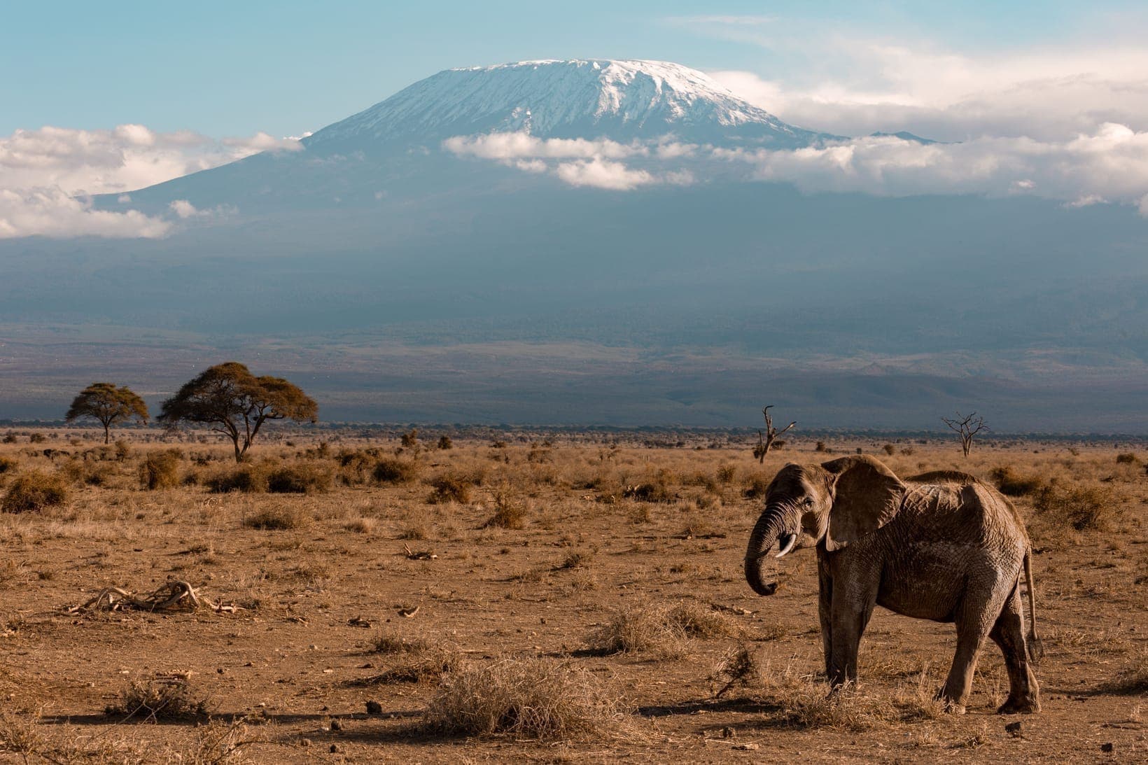 A lone elephant on dry plains with Kilimanjaro rising through haze behind