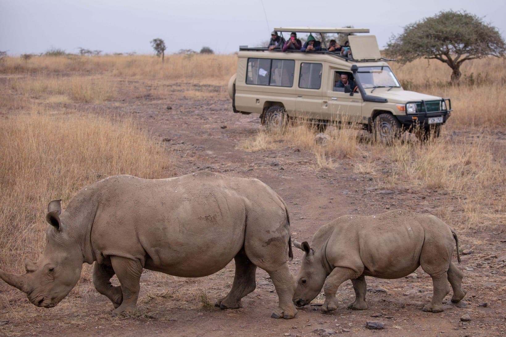 Can You See the Big Five in Uganda?