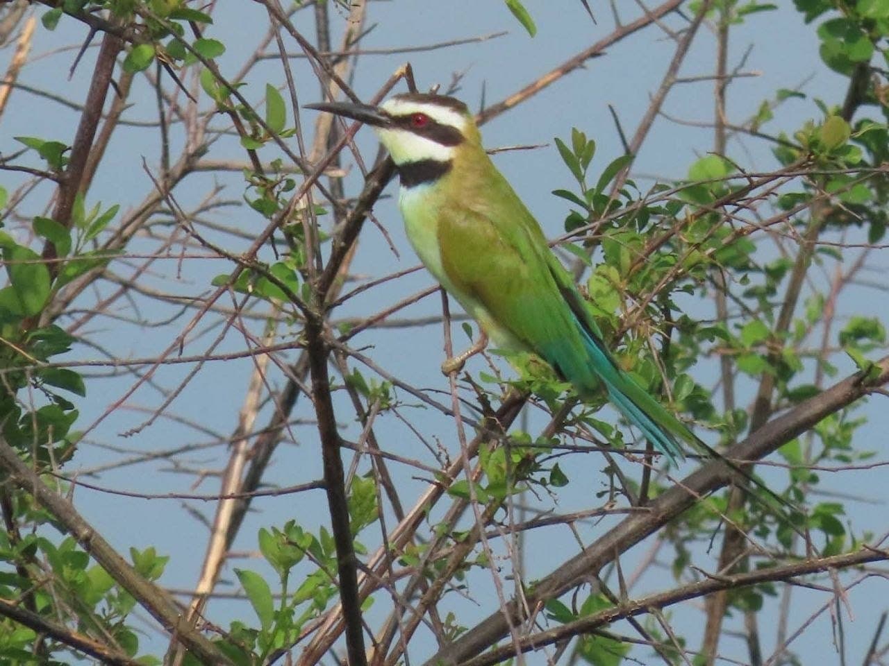 A little bee-eater perched on a twig, Uganda