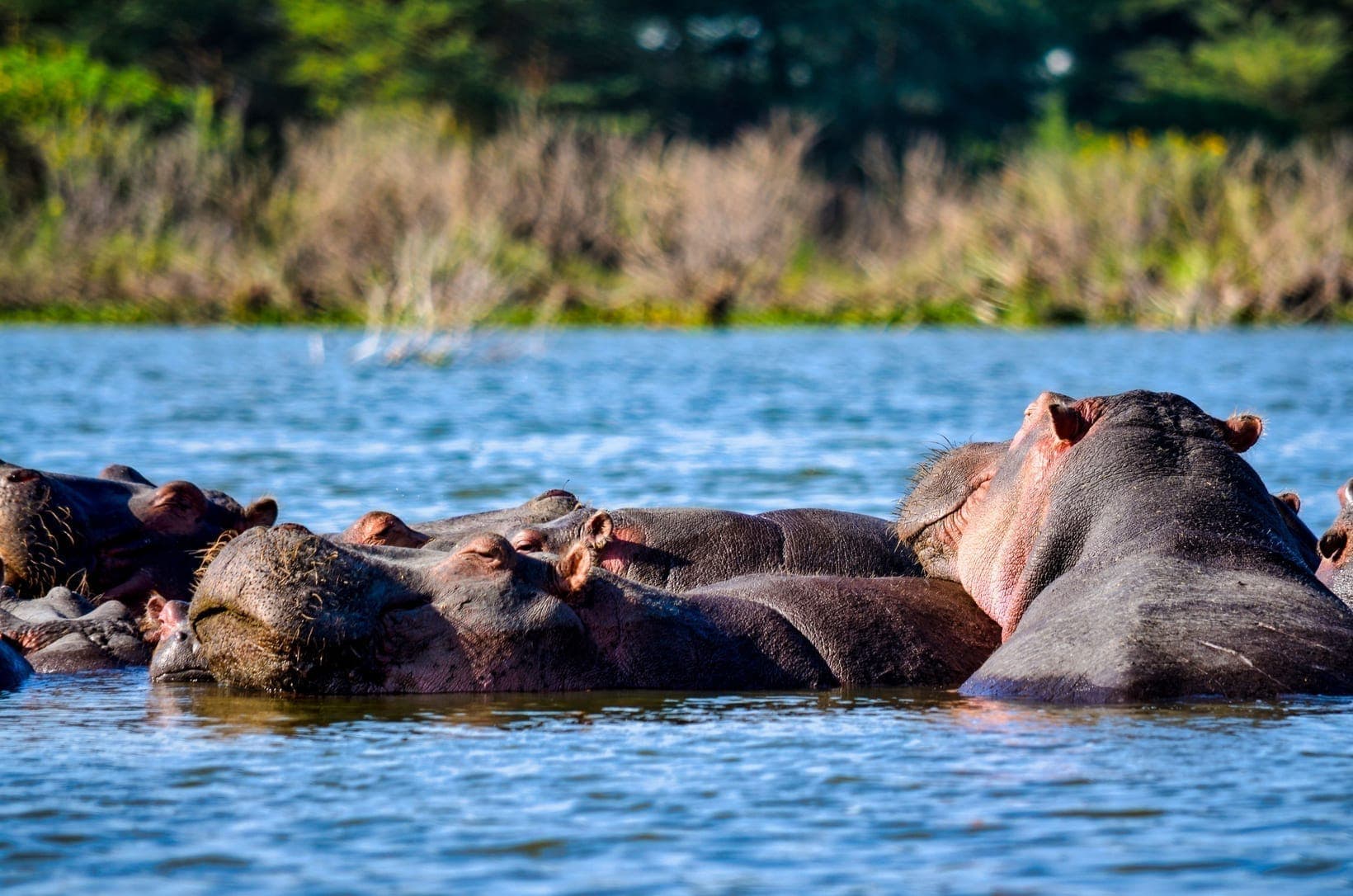 Boat Safaris in Uganda and Rwanda: Where and Which