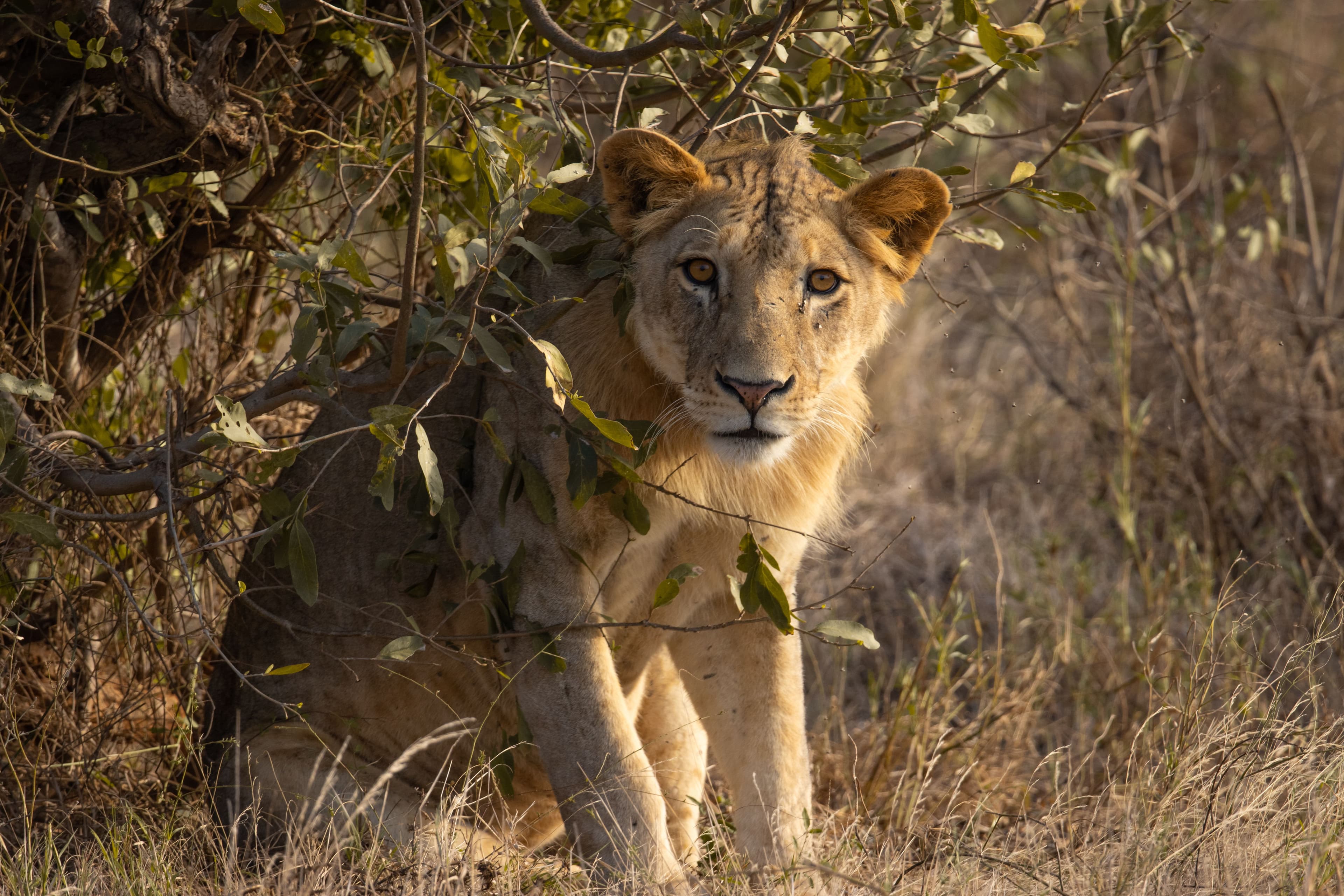 Do Lions Eat Leopards, Cheetahs, and Hyenas?