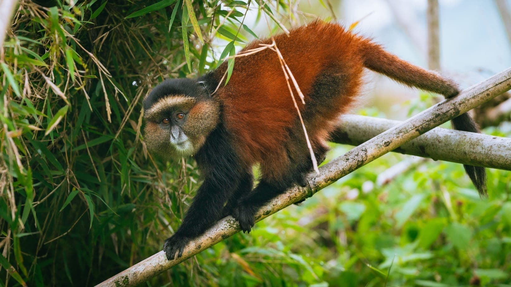 Golden Monkey Facts