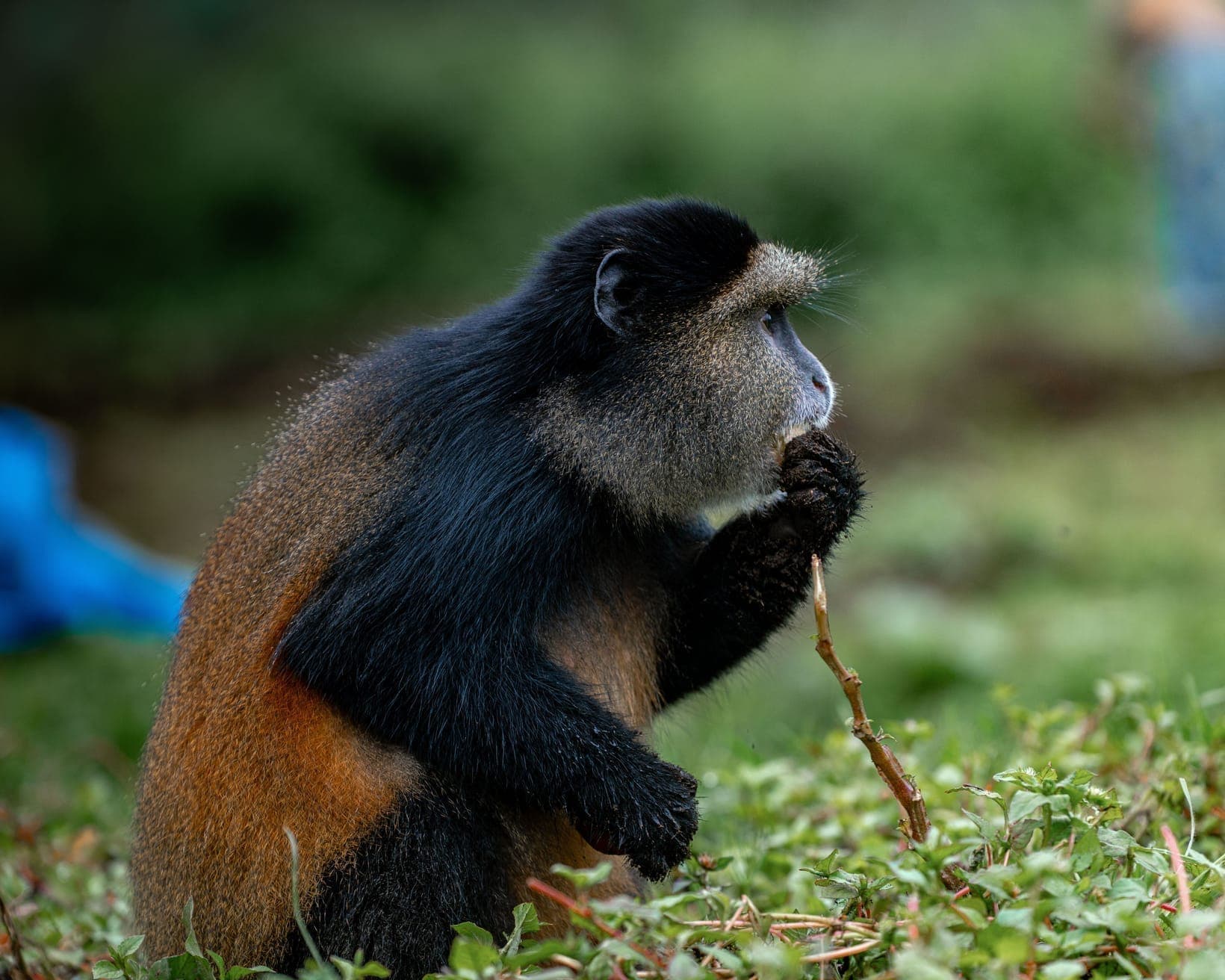 A golden monkey feeding on a bamboo shoot held in both hands