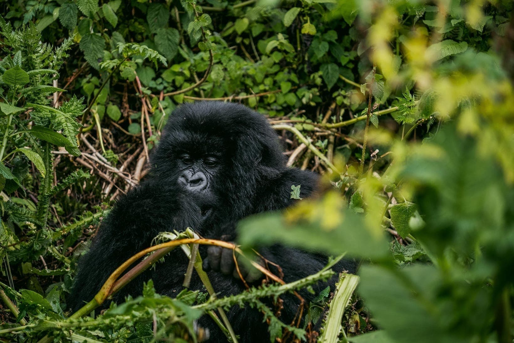 Gorilla Permit Prices Explained: Uganda vs Rwanda vs Congo