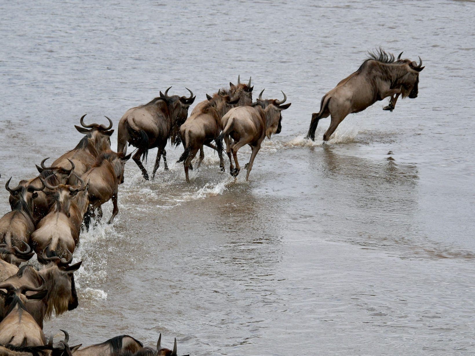 Wildebeest leaping into a river one after another during a crossing