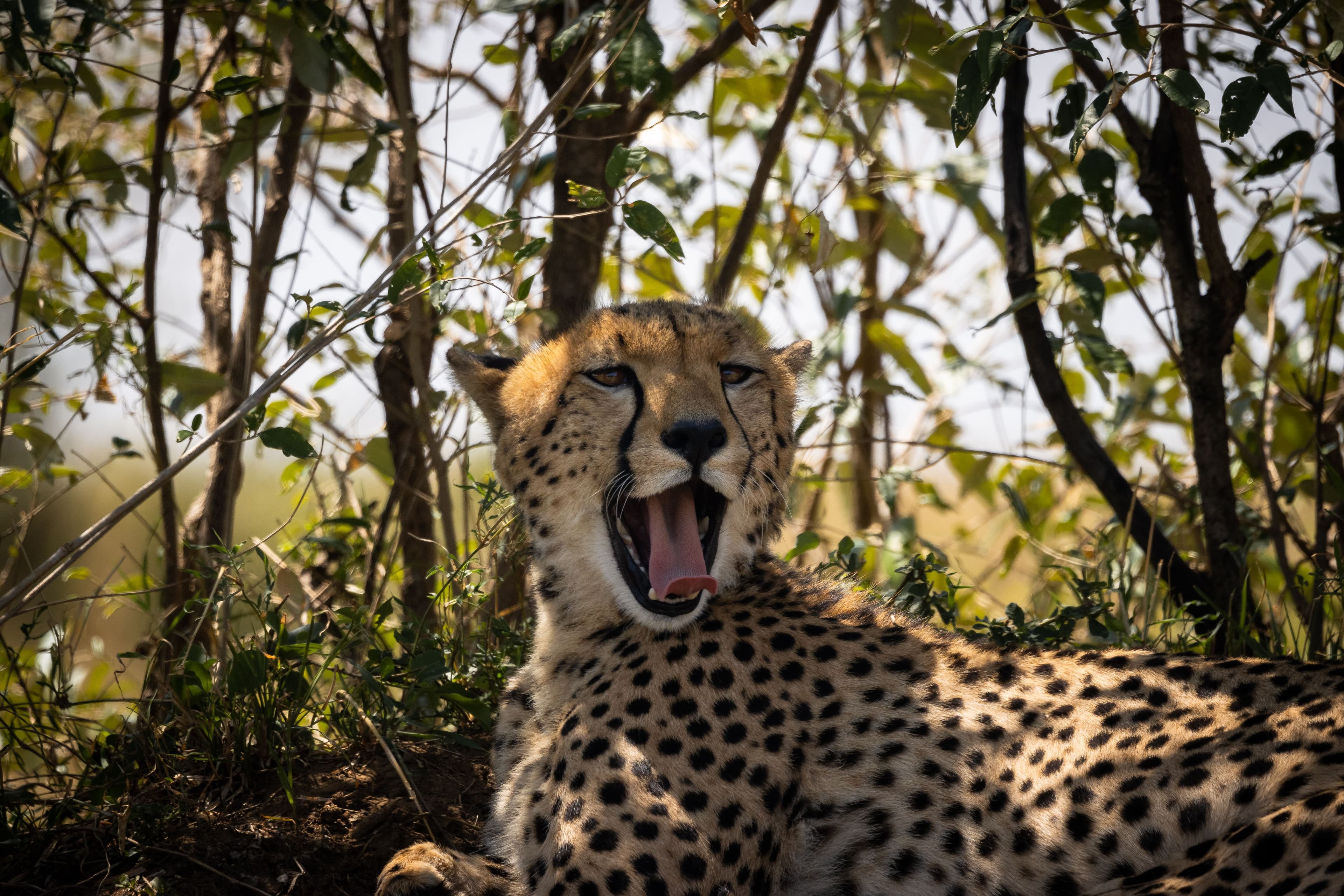 How Fast Is a Cheetah? The World's Fastest Land Animal