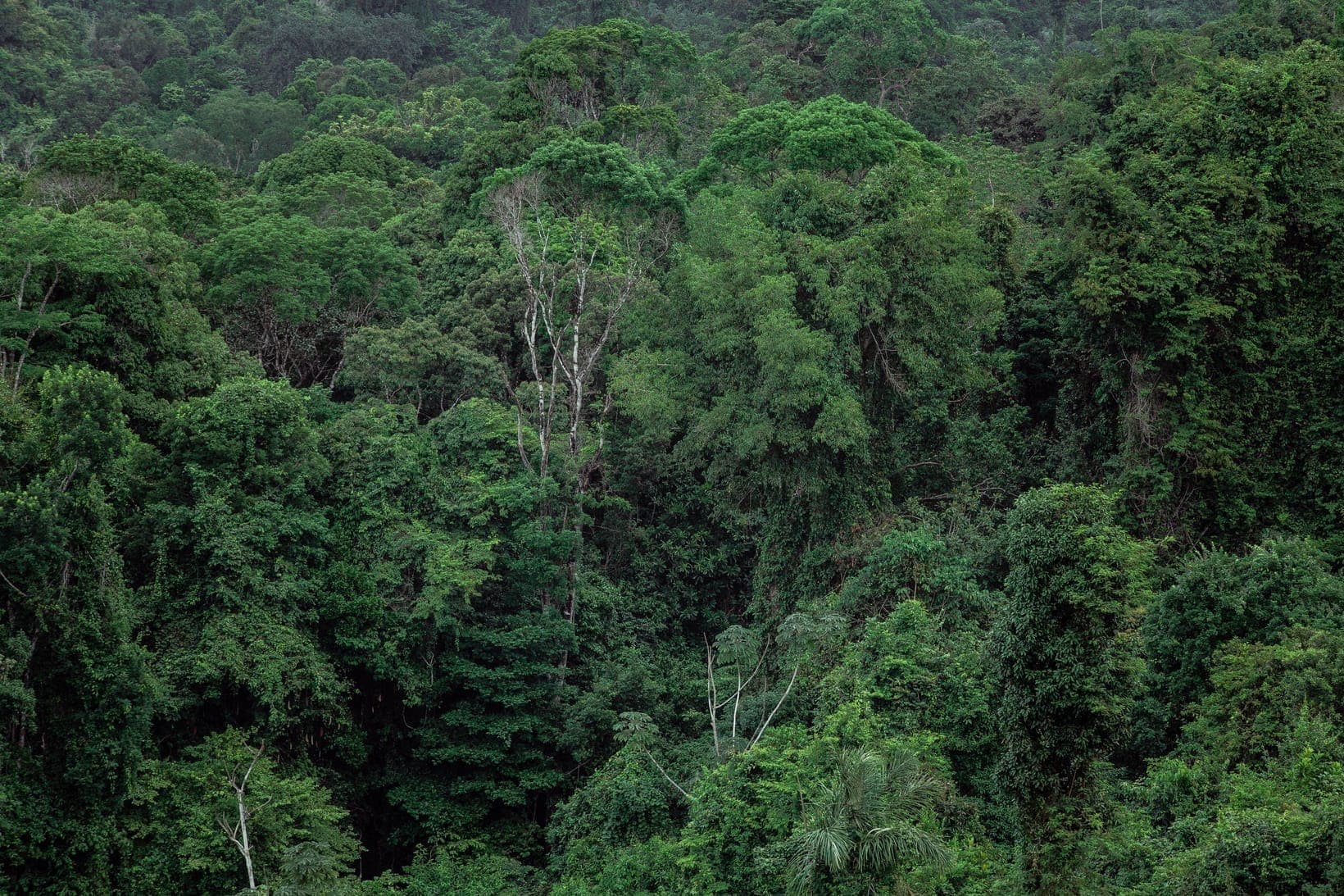 Nyungwe National Park: The Complete Guide