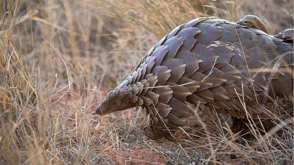 Pangolin Facts: The Most Trafficked Mammal on Earth