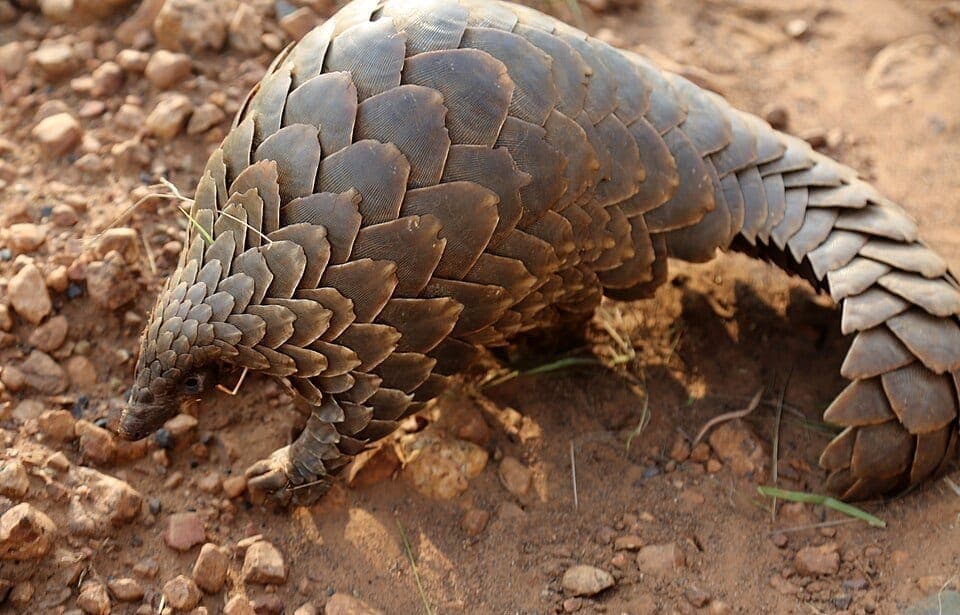 A pangolin's overlapping keratin scales and long tail, close up