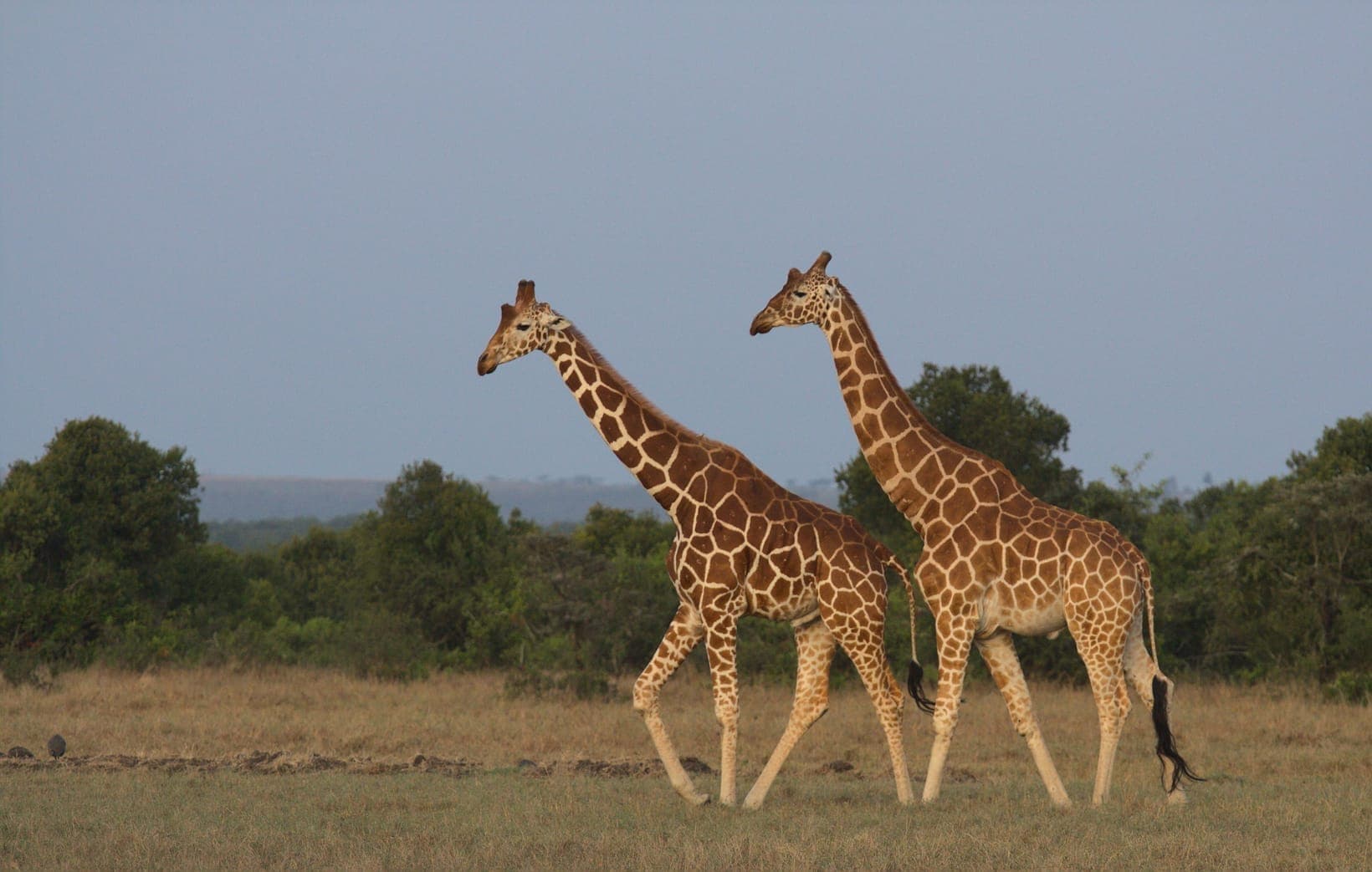 Rothschild's Giraffe Facts