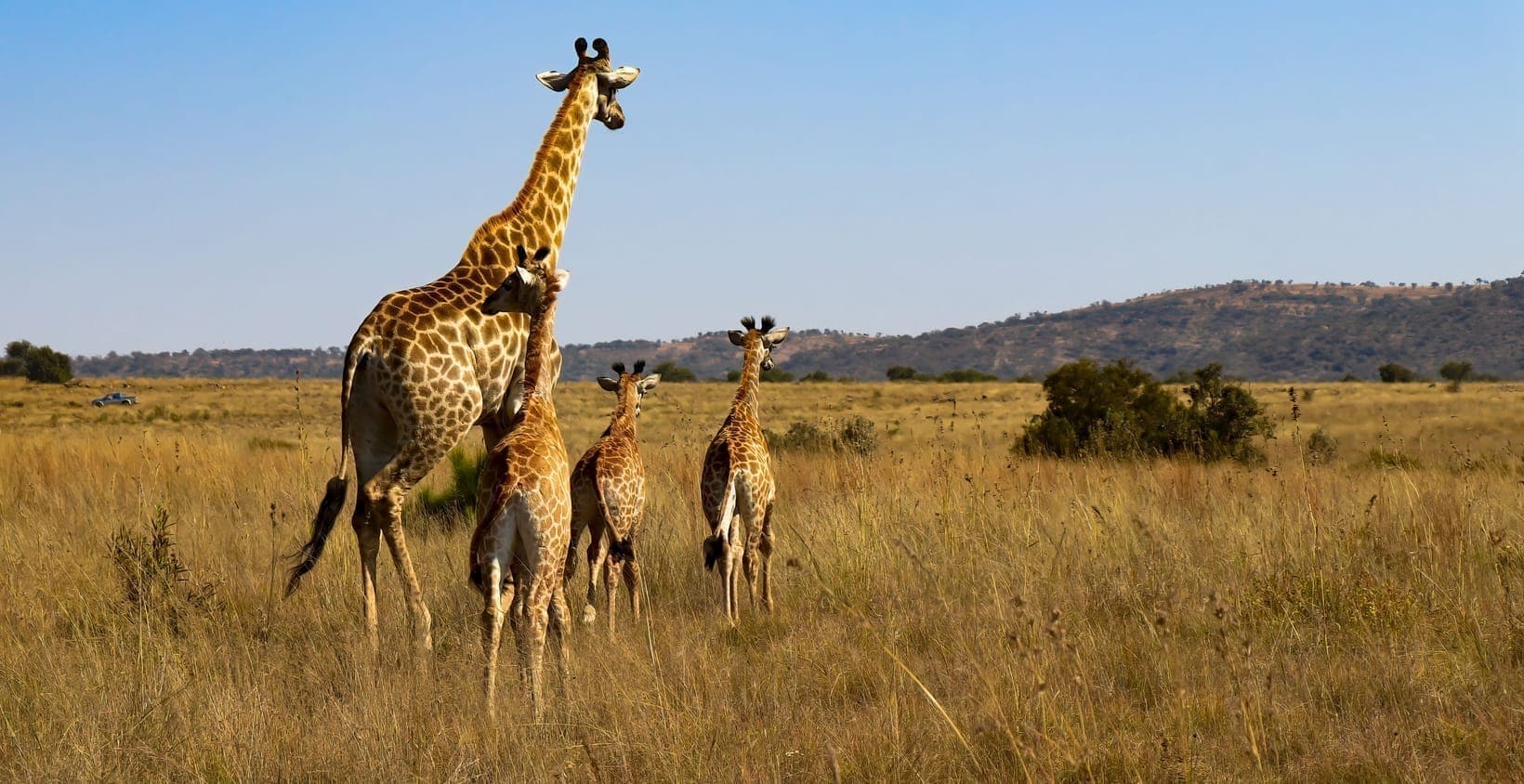 An adult giraffe with two younger giraffes on open grassland