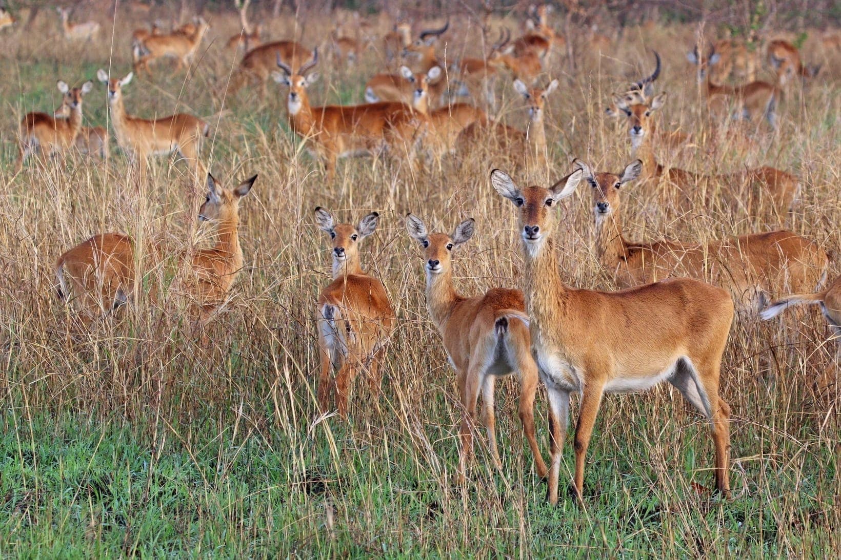 Toro-Semliki Wildlife Reserve: The Complete Guide