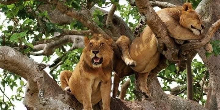 Three tree-climbing lions resting in the branches of a large fig tree in Ishasha