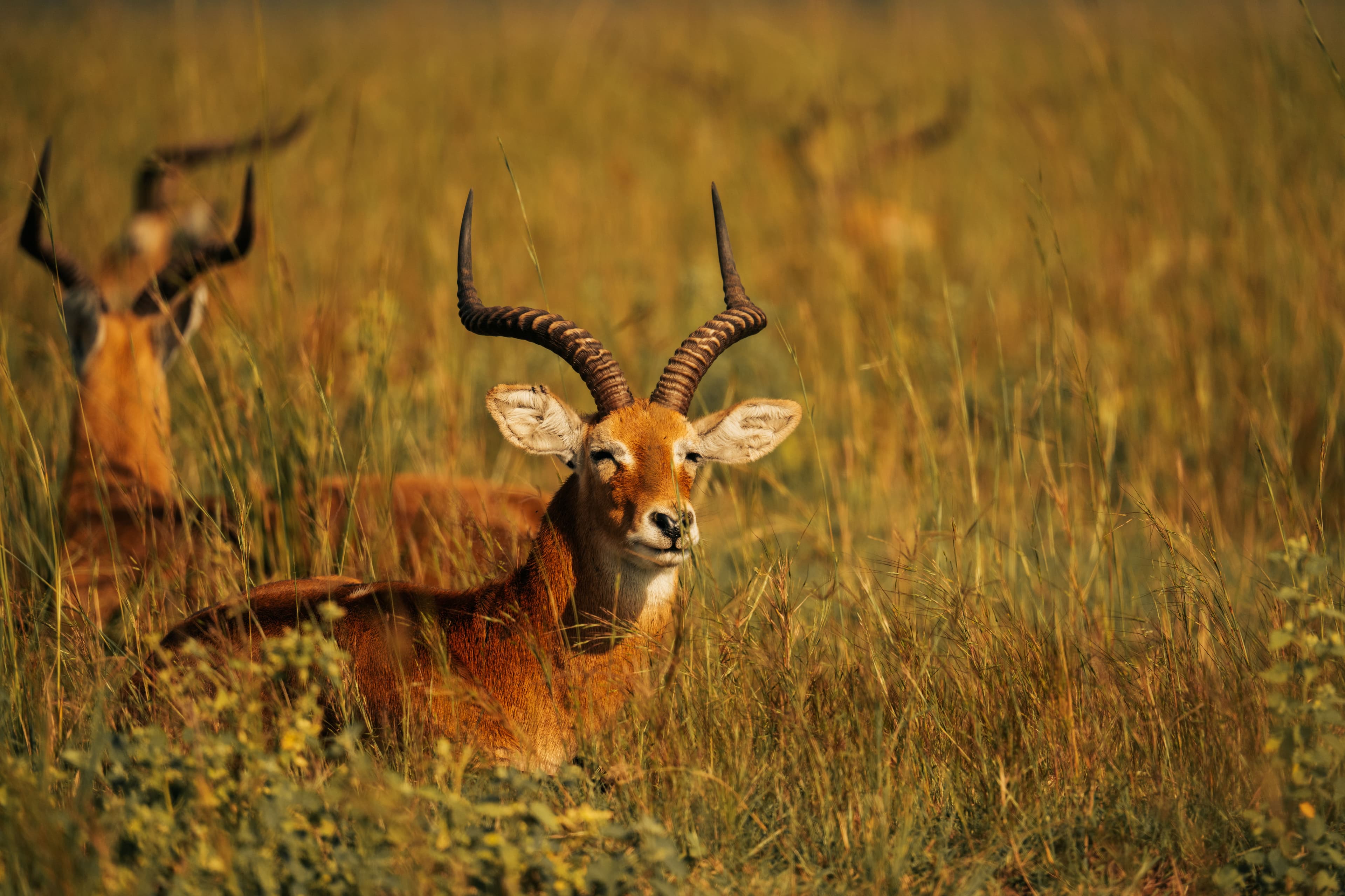 Uganda Kob Facts: The National Animal