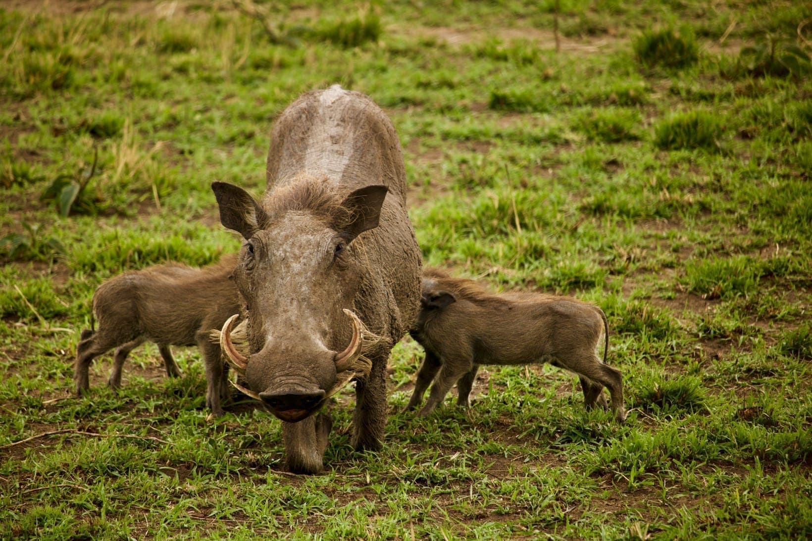 Warthog Facts