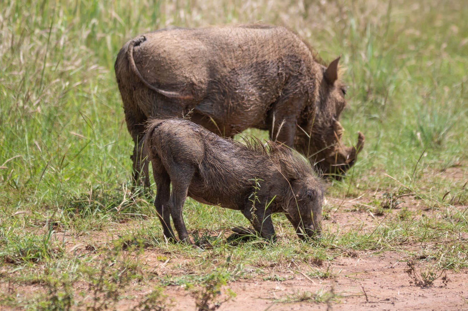 A warthog sow standing while a piglet suckles