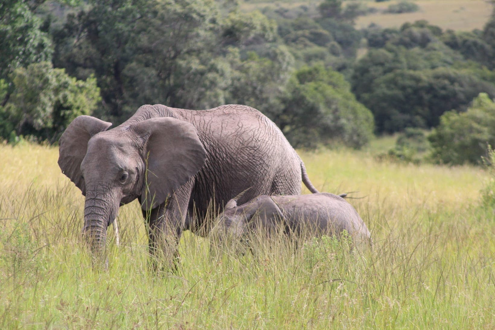The Wildlife of Uganda