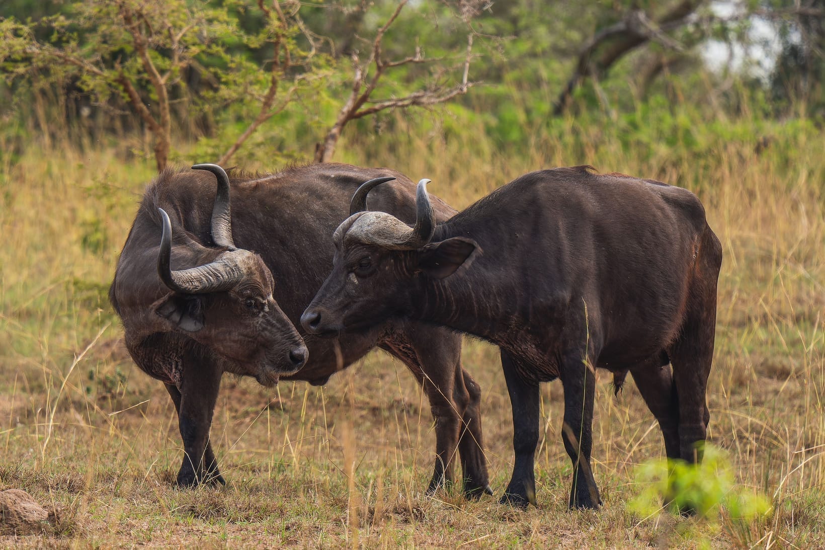 Two African buffalo standing head to head in open grassland