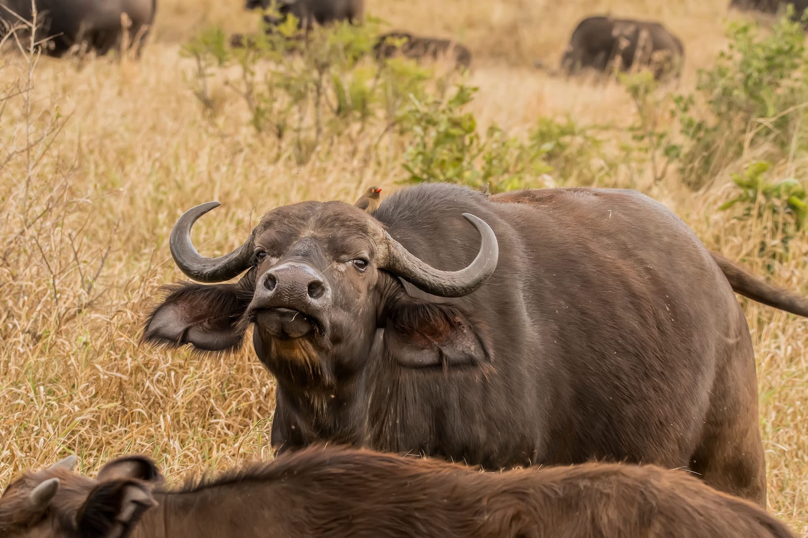 African Buffalo Facts