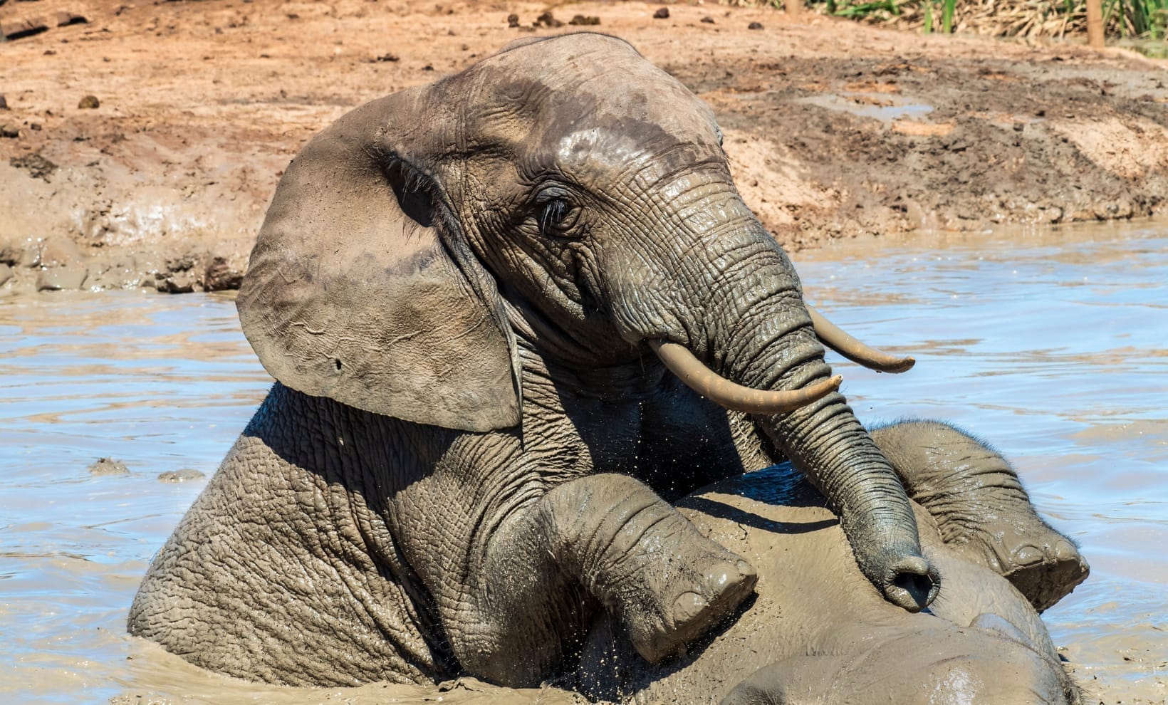 An elephant lying in shallow water at a waterhole, dust and mud on its skin