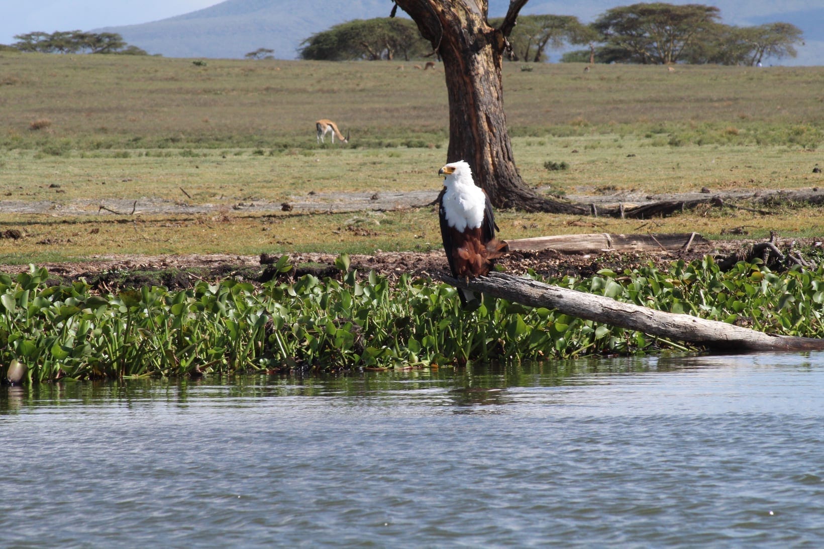 African Fish Eagle Facts: The Voice of Africa