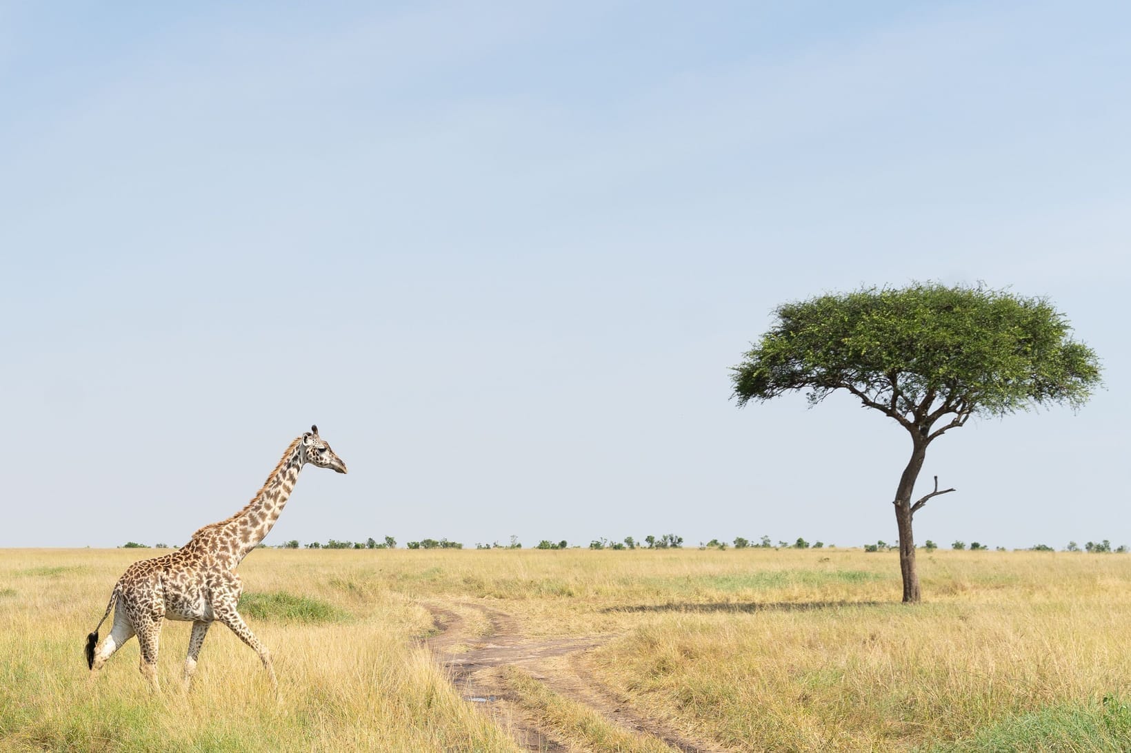 African Safari Animals: The Complete Guide to What You'll See
