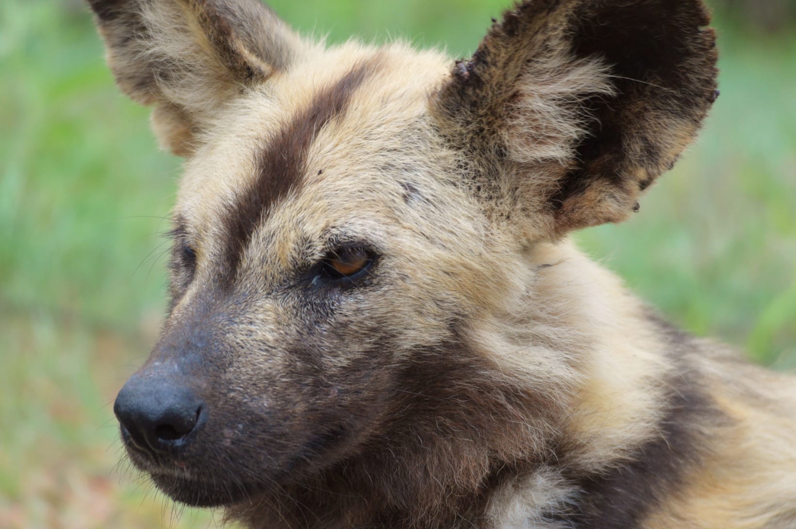 African Wild Dog Facts: The Painted Wolf