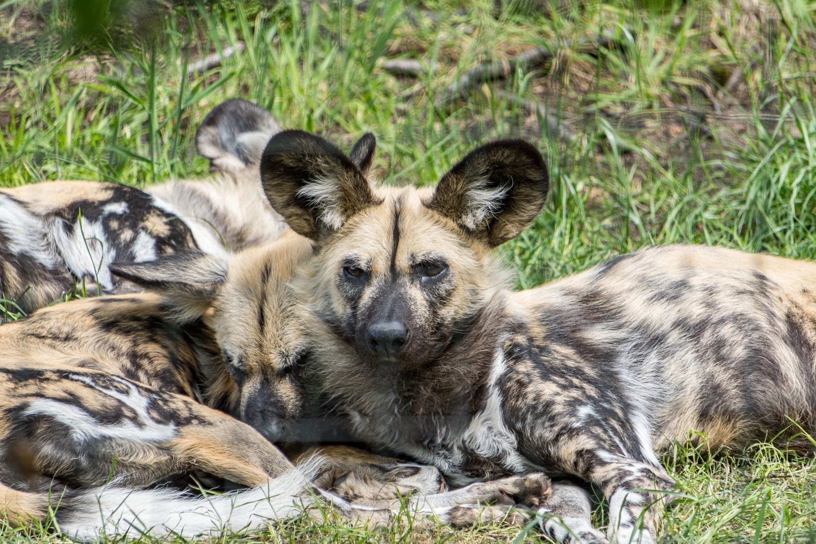 Several African wild dogs resting together in long grass