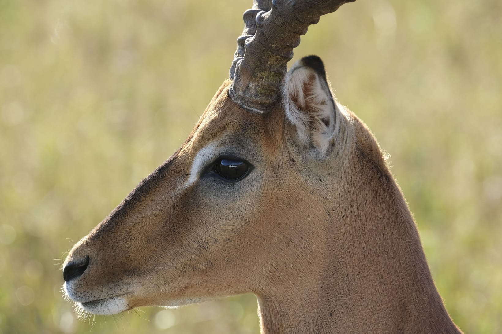Close profile of a kob's head showing its ringed horns and dark eye
