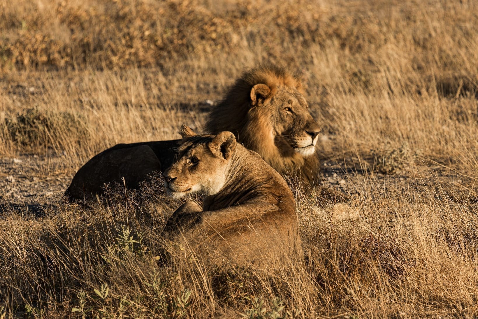 Big Cats of Africa: A Complete Guide