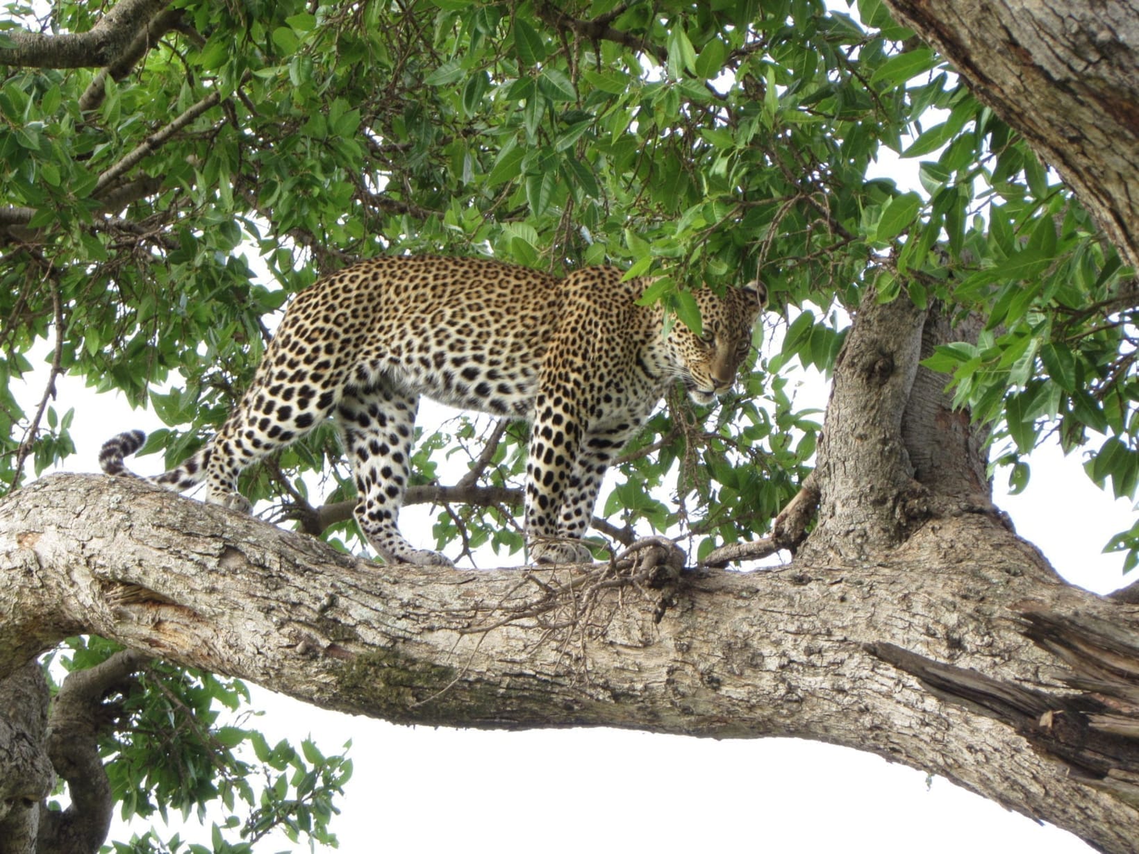 A leopard lying along a horizontal branch in dappled shade