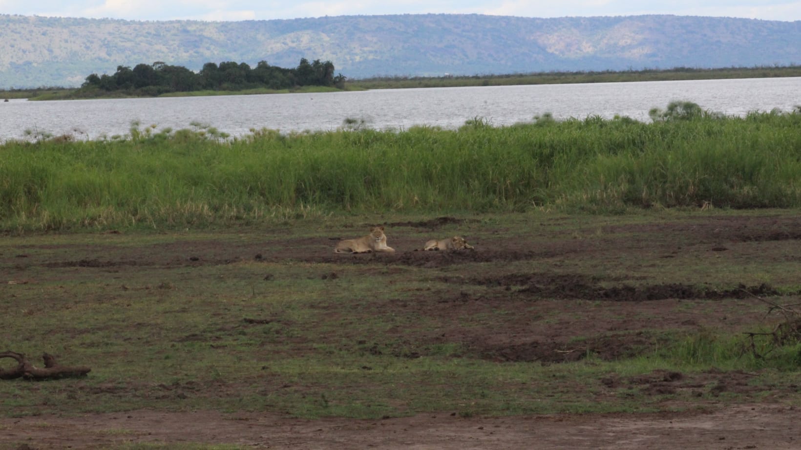 Can You See the Big Five in Rwanda?