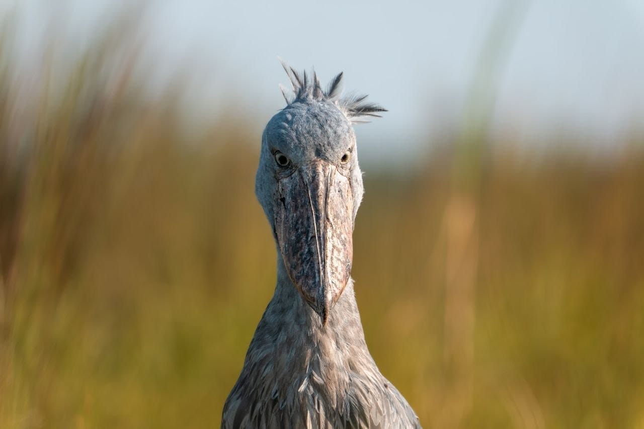 The Birds of Uganda