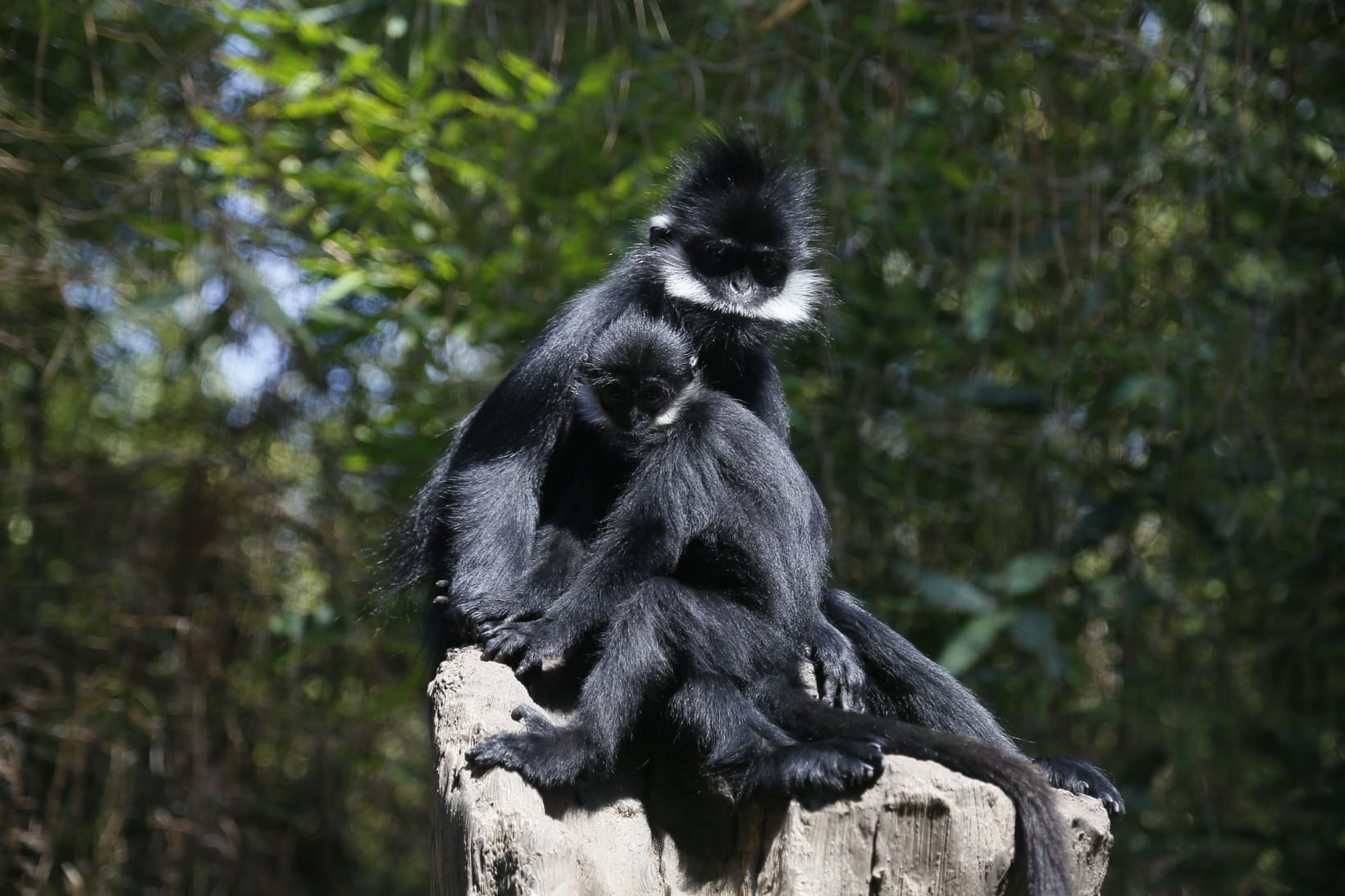 Two black-and-white colobus monkeys sitting together on a rock