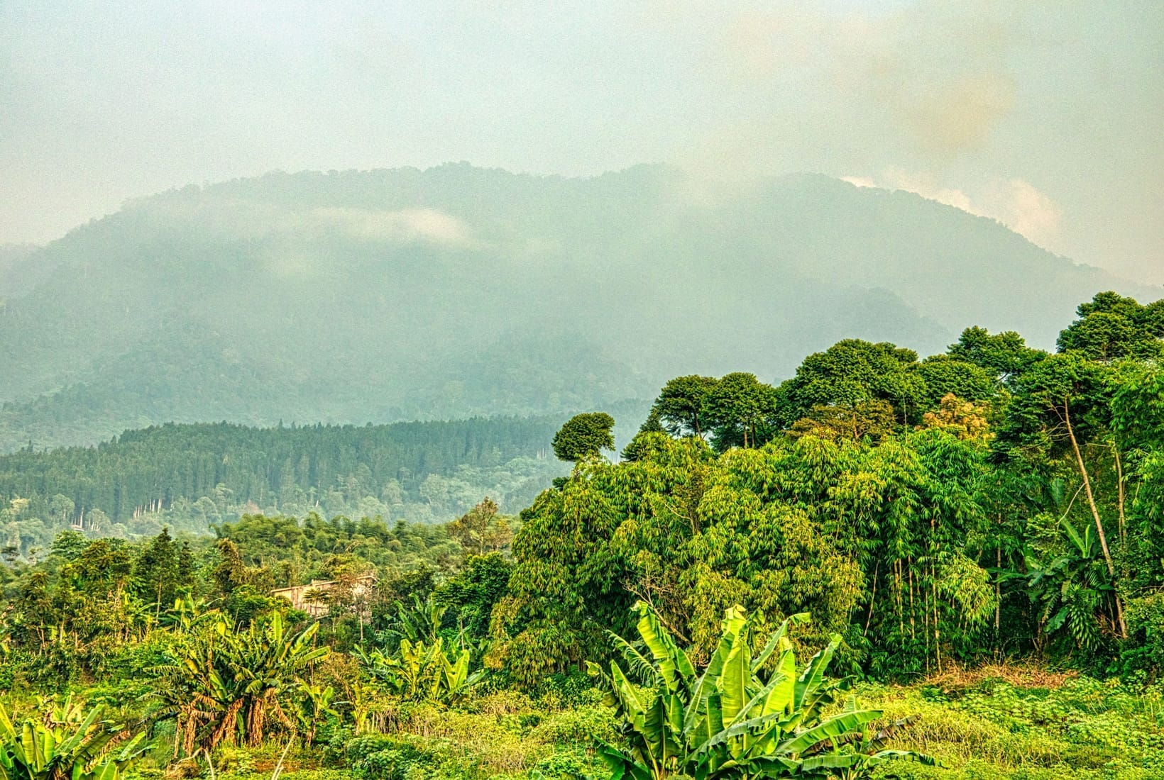 Bwindi Impenetrable Forest: The Complete Guide