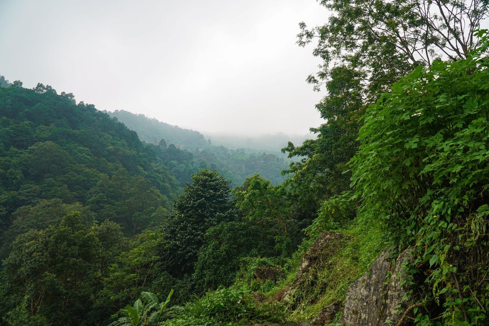 Bwindi's Four Sectors Compared: Buhoma, Ruhija, Rushaga & Nkuringo