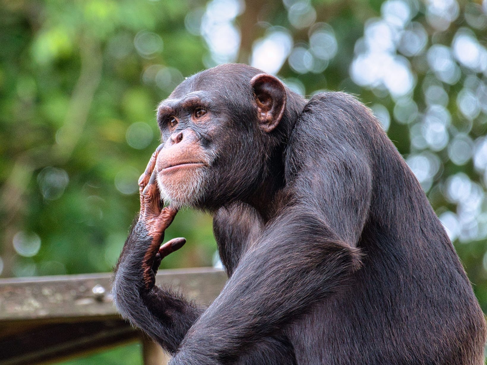 The Chimpanzee Habituation Experience in Kibale