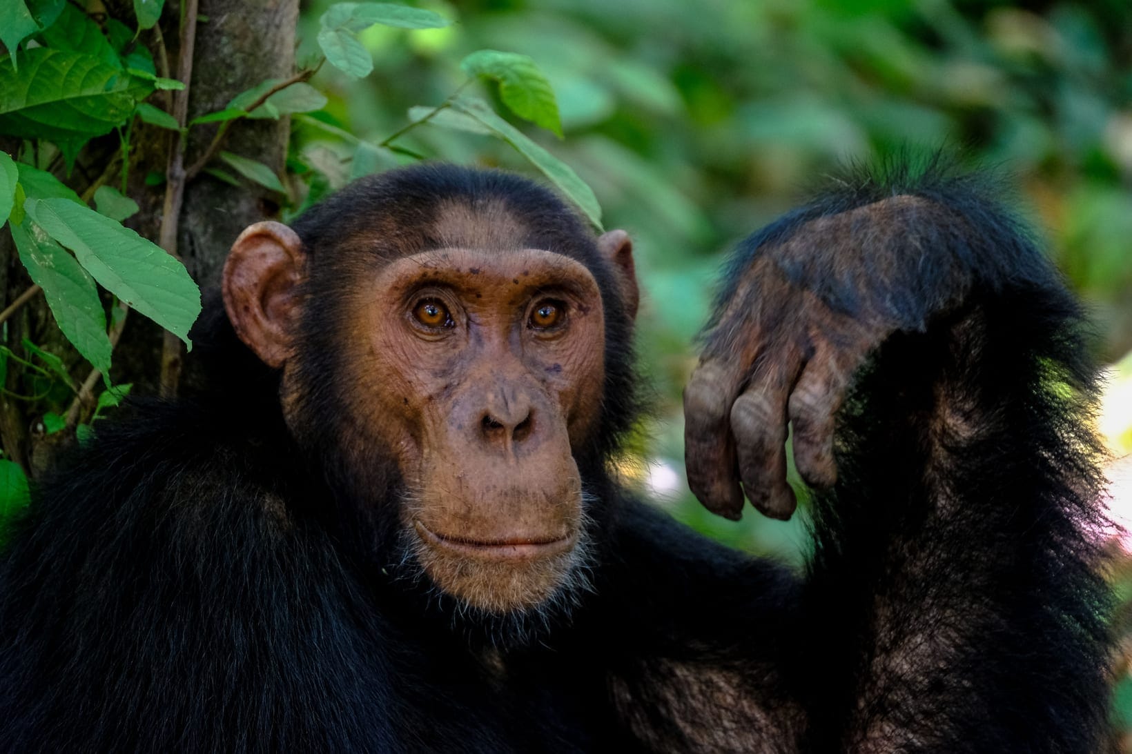 Chimpanzee Trekking vs Gorilla Trekking: Which Should You Do?