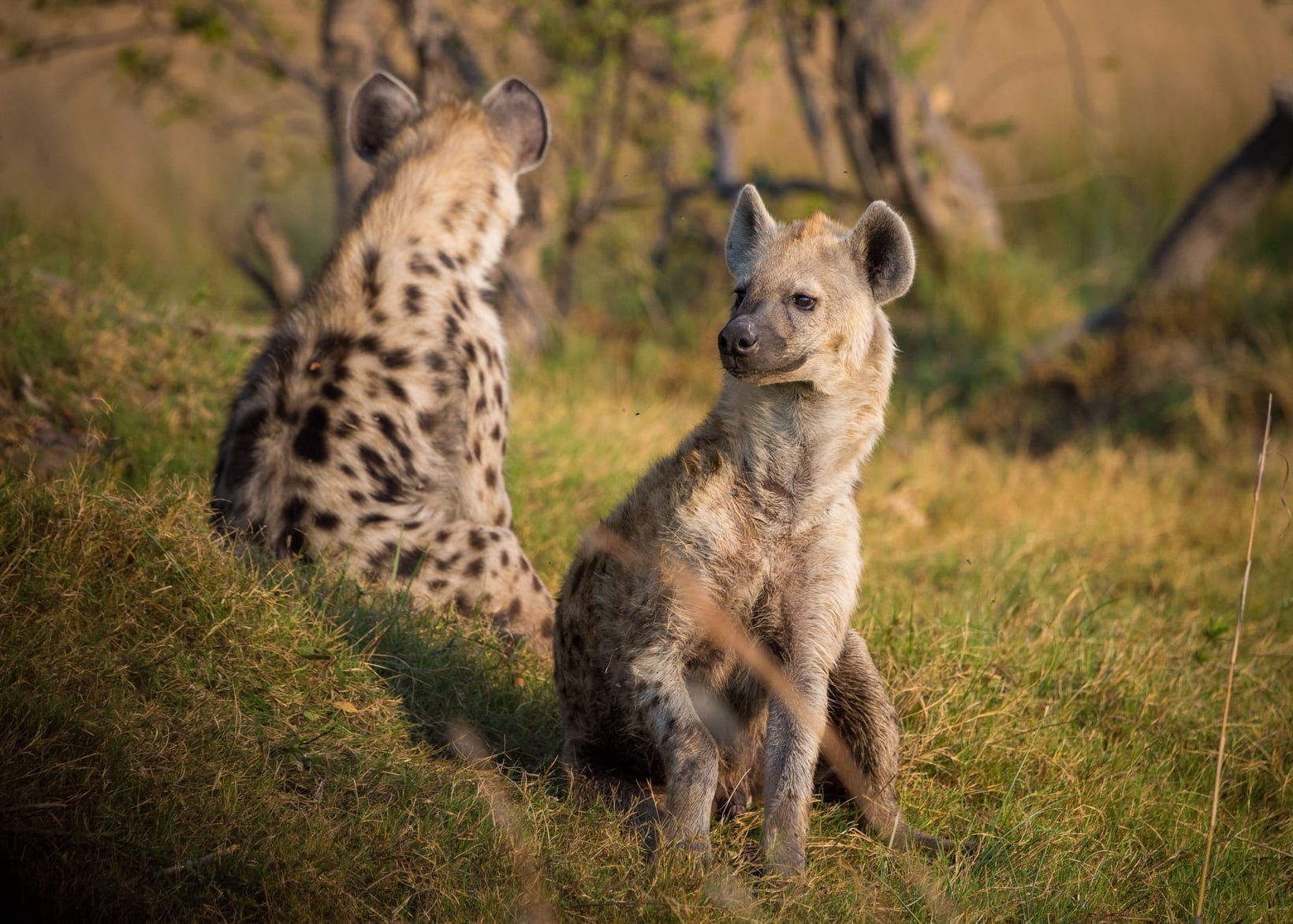 A pair of spotted hyenas sitting alert in the grass