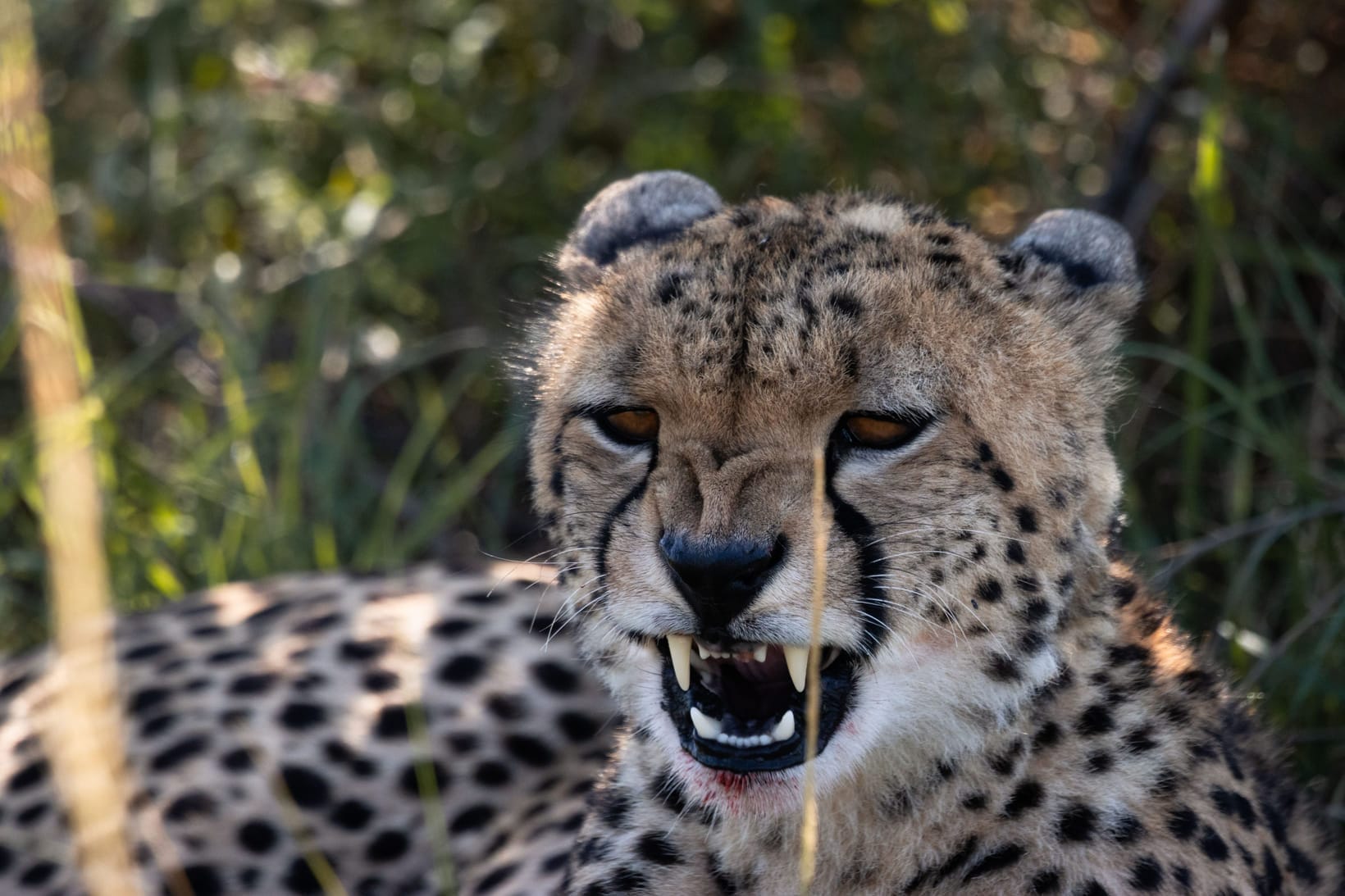 A cheetah scanning the horizon, alert for lions and hyenas