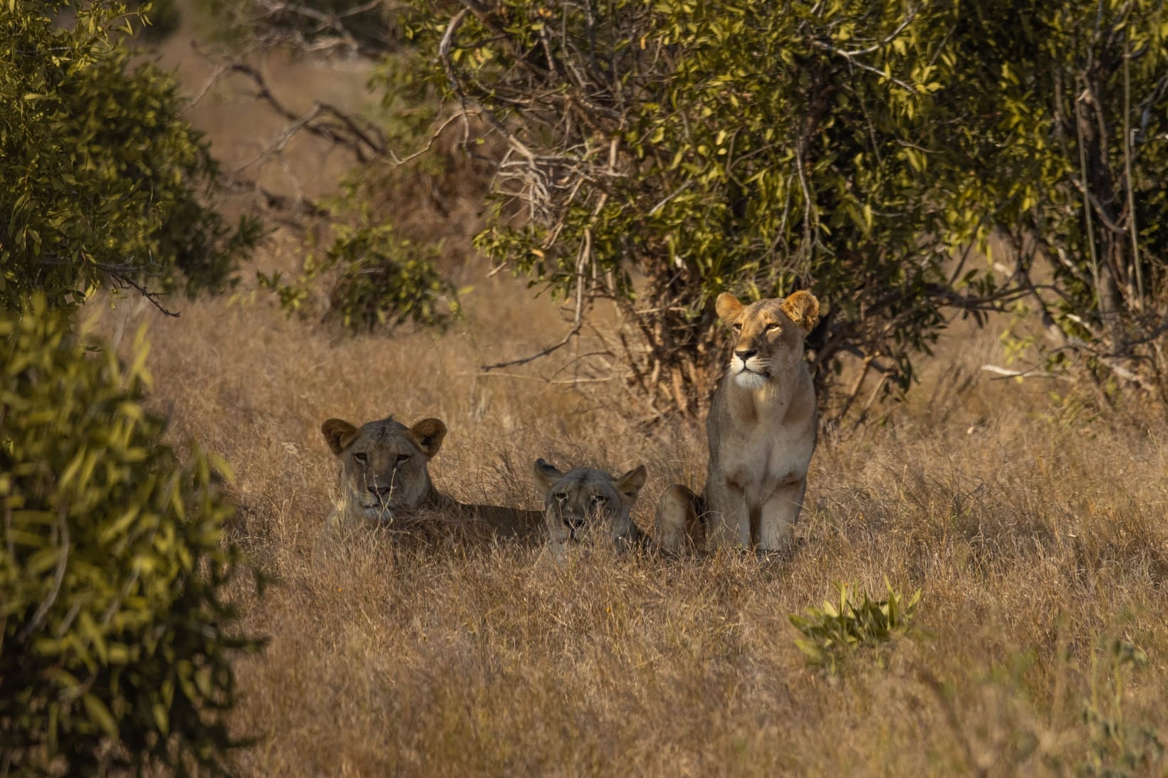 A lion pride on the open savanna at golden hour