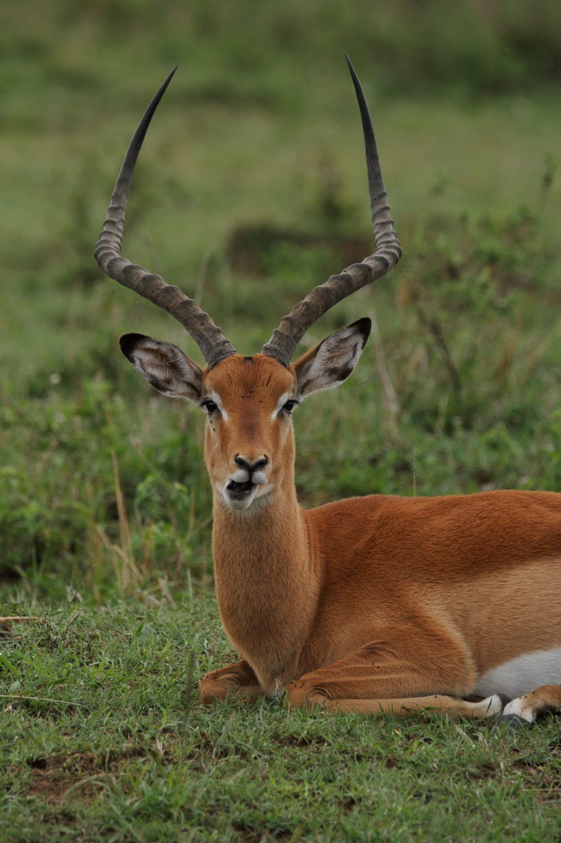 Lion Tracking, Mongoose Tracking and the Hippo Census