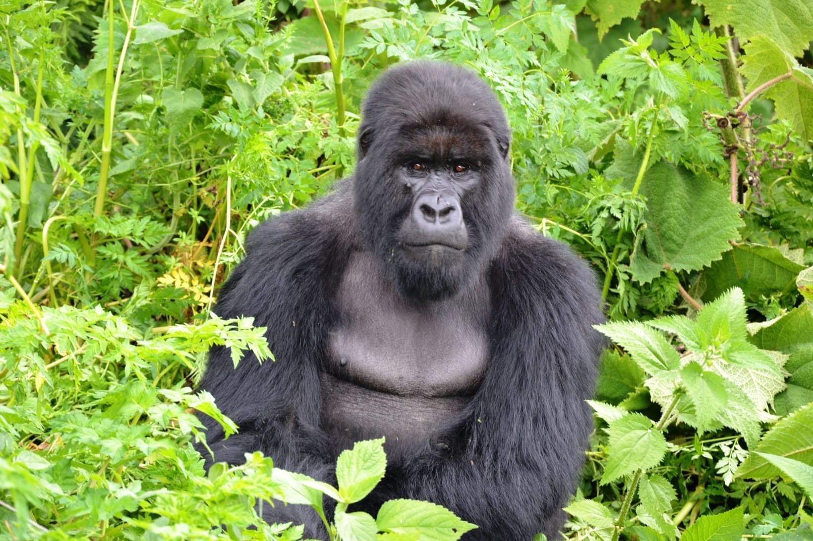 The Gorilla Families of Bwindi and Mgahinga