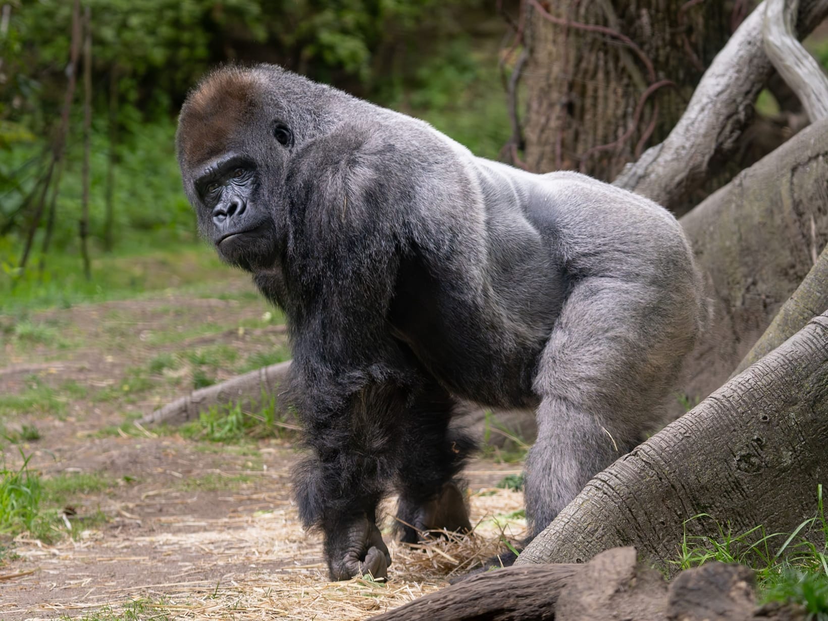 A silverback gorilla standing among fallen branches in the forest