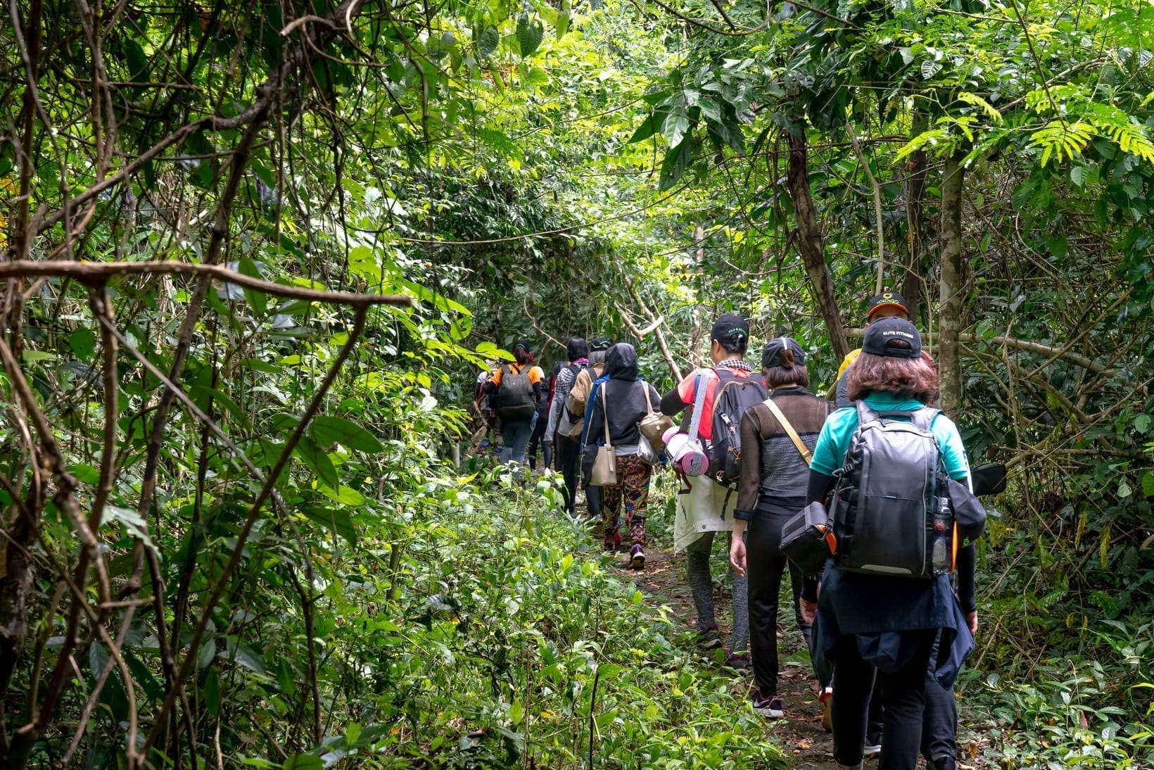 Quelle Forme Physique Faut-il pour le Trekking des Gorilles ?