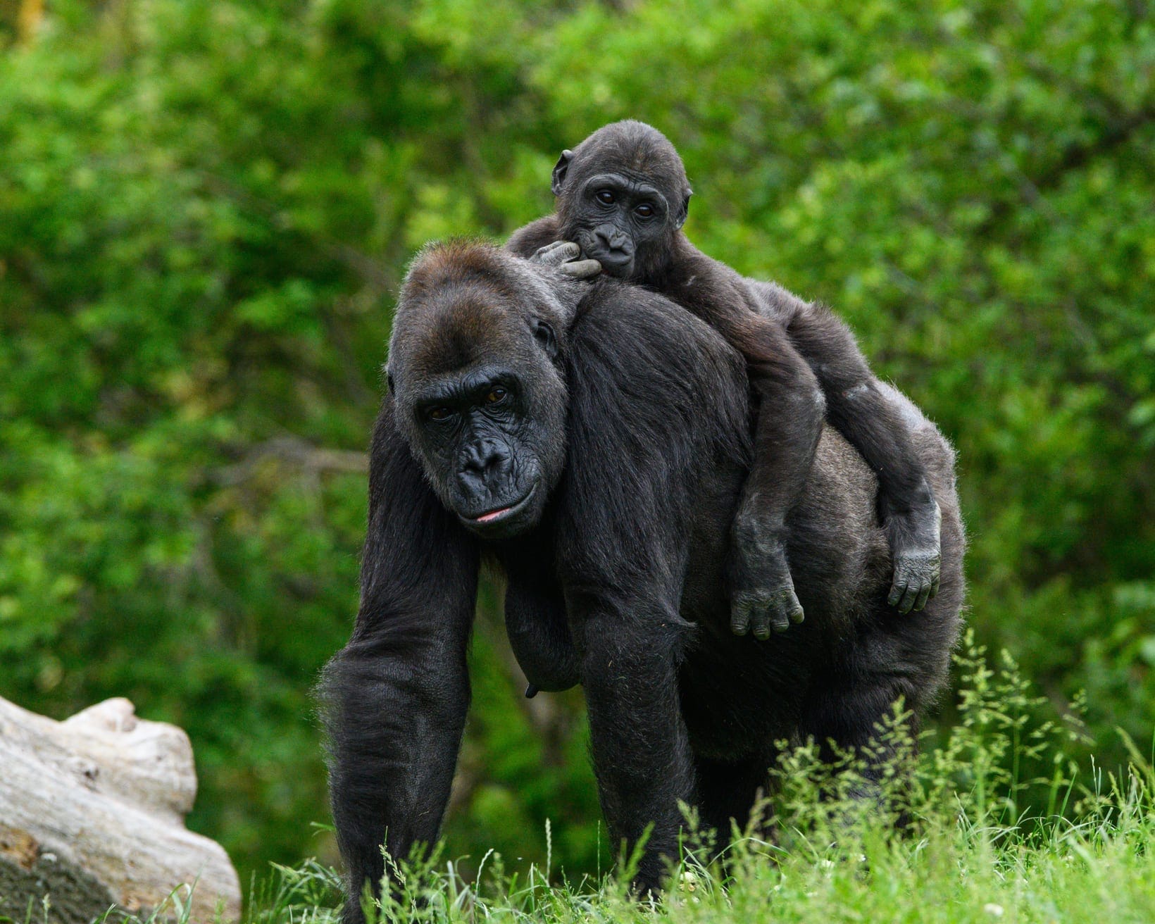 A mountain gorilla mother carrying her infant on her back through undergrowth