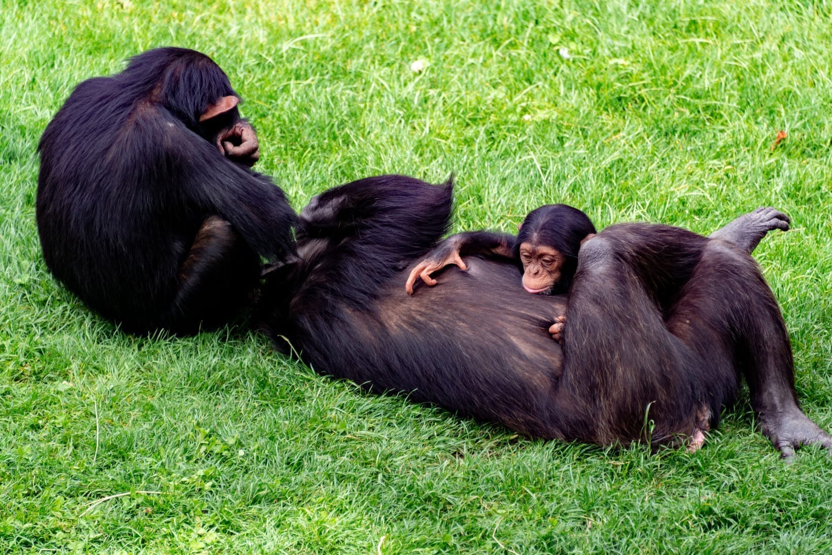 Gorilla vs Chimpanzee: What's the Difference?