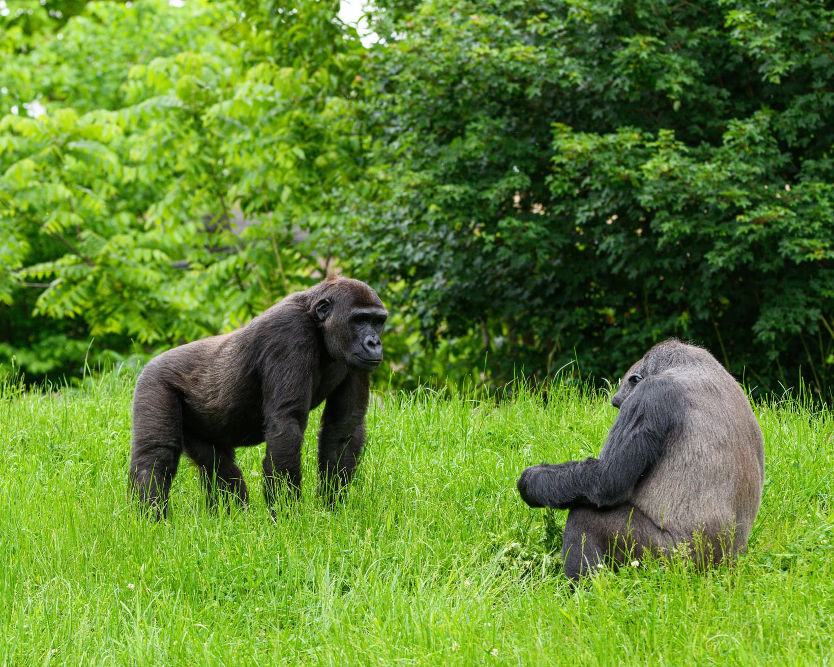 Are There Gorillas in Kenya? The Honest Answer