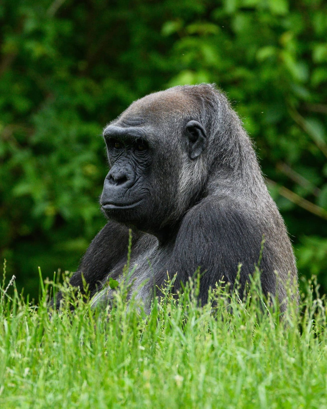 Are There Gorillas in Tanzania? What You're Actually Booking